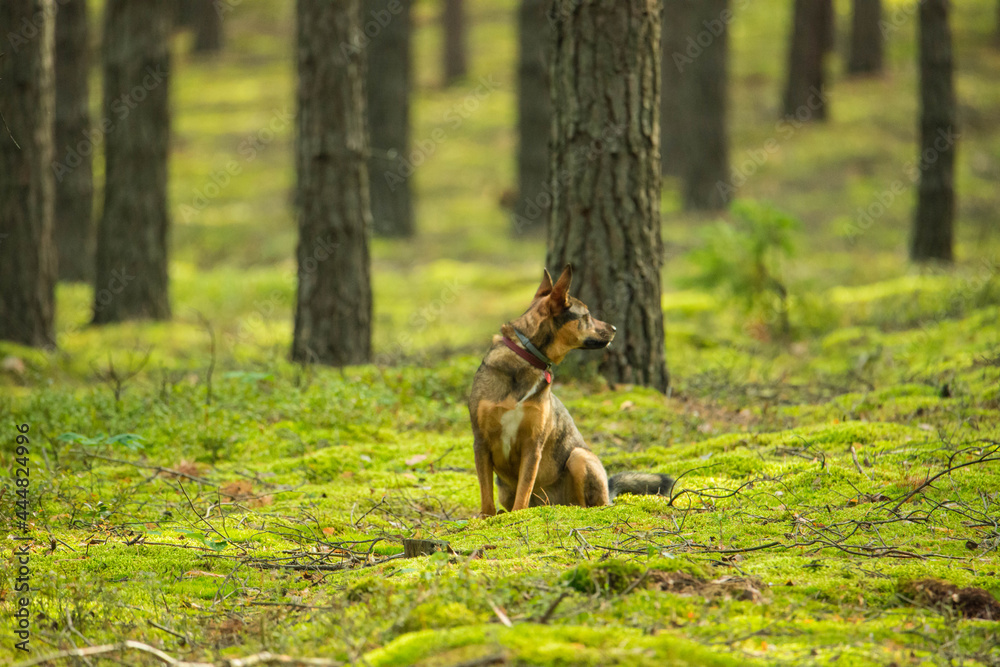 Pies siedzący na mchu w lesie, na tle drzew, oglądający się do tyłu. - obrazy, fototapety, plakaty 