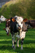 Animal ferme vache 541