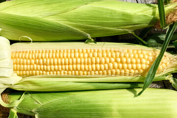 Wall Mural - Fresh sweet corn cobs on the wooden table.