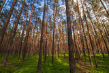 Fototapeta Sawanna - pine trees in the forest