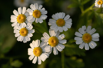 Wall Mural - Tanacetum parthenium - feverfew