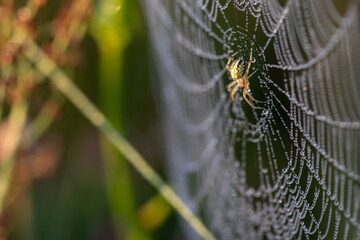 Wall Mural - spider web with dew drops