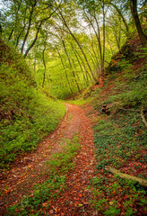 Nice autumnal scene in the forest