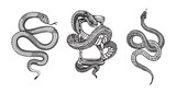 Fototapeta Młodzieżowe - snakes illustrations vector design elements for designers