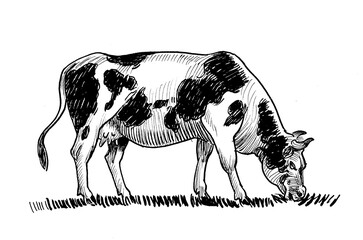 Grazing cow in the field. Ink black and white drawing