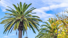 Pano Palm Tree With Lush Green Compound Leaves In Huntington Beach California