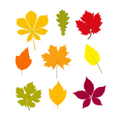 Wall Mural - Set of bright autumn leaves of various trees and bushes. Flat vector design elements