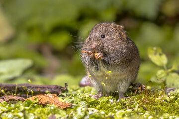 Wall Mural - Field vole eating berry