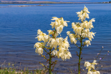 Canvas Print - White flowers of the yucca plant