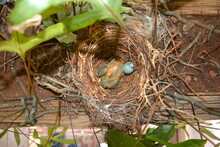 Myna Bird Nest With Baby Bird And Egg-khandala