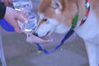 散歩の途中に水を飲む芝犬と飼い主の手と給水ボトル