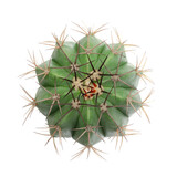 Fototapeta Na ścianę - Flatlay or overhead cactus  in pots isolated on white backgrounds, top view cactus, and succulents, Suitable for creative graphic design, Melocactus