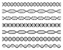 Dna Helix Chains. Double Helix Gene Molecule Structure, Human Genetic Code. Dna Chain Molecular Sequence Seamless Element Vector Set. Chromosome Spirals, Microscopic Spiral Curved Model