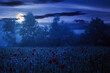 poppy flowers among the wheat field at night. beautiful rural scenery in fog. trees blurred in the distance. clouds on the sky in full moon light