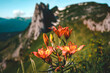 Blumen auf den Alpen in der Schweiz