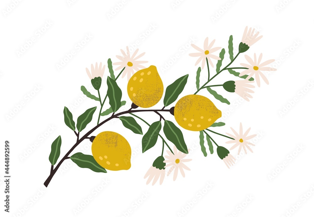 Blooming lemon tree branch with yellow citrus fruits, blossomed flowers and leaves. Plant with ripe fruitage. Modern botanical flat graphic vector illustration isolated on white background - obrazy, fototapety, plakaty 