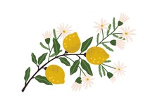 Blooming Lemon Tree Branch With Yellow Citrus Fruits, Blossomed Flowers And Leaves. Plant With Ripe Fruitage. Modern Botanical Flat Graphic Vector Illustration Isolated On White Background