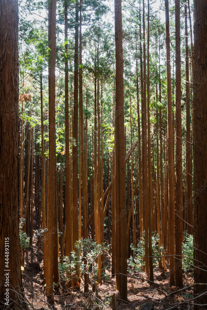 Tall trees on the Kumano Kodo track in Japan. Vertical format. Kumano ...