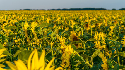 Wall Mural - sunflower field in the afternoon