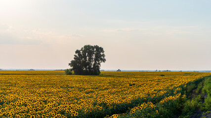 Wall Mural - sunflower field in the afternoon