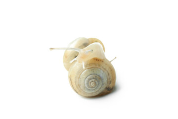 Wall Mural - Snails with shell isolated on white background