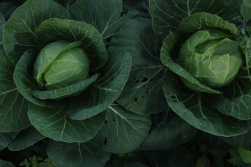 cabbage grows. farming and agriculture. cabbage grows in the garden. home gardening