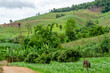 Shifting cultivation landscape of agriculture on the hill, bald mountain