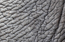 Detail Of Grey Wrinkled Elephant Skin