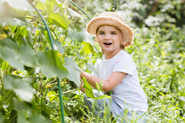 Wall Mural - child girl in sun hat with harvest of cucumbers in the garden. eco