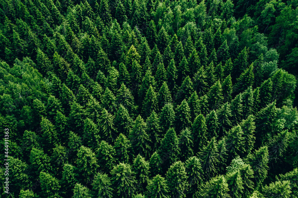Aerial view of green summer forest with spruces Stock Photo | Adobe Stock