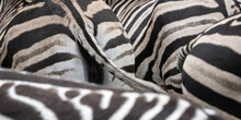 Bottom Detail Of Zebras Animal