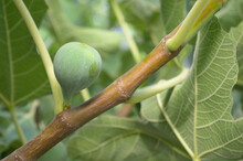 An Unripe Green Fig Growing On A Fig Tree.