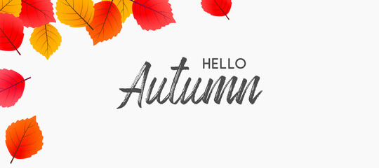 Wall Mural - hello autumn falling leaves. autumnal foliage fall and poplar leaves. autumn design. templates for p
