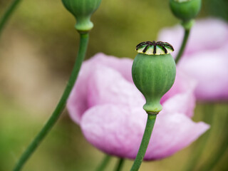 Wall Mural - Closeup shot of blooming purple poppies in Tenerife island, Spain