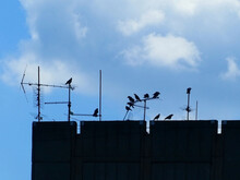 Silhouette Of Birds On The Antennas On The Top Of Building With Blue Sky Background
