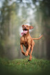 Hungarian vizsla with a waving tongue running along the path against the background of the forest