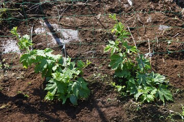 Wall Mural - Cultivation and growth of bitter melon in the kitchen garden.