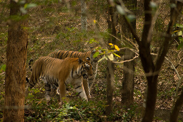 Wall Mural - Beautiful shot of majestic tigers walking next to each other separated by a grid fence in the park