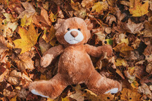 Funny Brown Fluffy Teddy Bear Toy Lies On Large Pile Of Dry Orange Leaves In Autumn Park On Nice Sunny Day Close Upper View