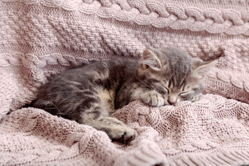 Baby cat sleep on cozy pink blanket. Fluffy tabby kitten snoozing comfortably on knitted bed. Kitten lying, relaxing. Copy space.