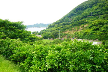 Sticker - Immature Green Orange fruits and farm field in Ehime, Japan - 日本 愛媛県 興居島 緑色の蜜柑 みかん畑 