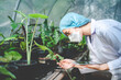 woman botanist working in greenhouse for gardening a agriculture plant, female florist people in botany lifestyle with nature, horticulture in organic glasshouse with flower growth
