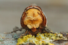 Closeup Shot Of A Hairy Buff-tip Moth Face