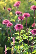 Różowe kwiaty jeżówki purpurowej (Echinacea) odmiany Blackberry Truffle 