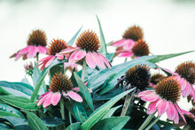 Pink Coneflower In Summer Bliss 