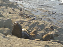 Sea Lions And Seals On Californian Coast