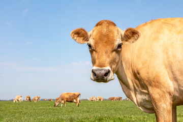 Wall Mural - Jersey cow headshot looking innocent in a green field with in de background a herd and the horizon.