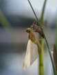 Nahaufnahme einer frisch geschlüpften Libelle, die zusammen mit ihrer Larvenhülle, an einen Grashalm über der Wasseroberfläche eines kleinen Teiches hängt.