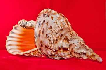 Poster - Seashell isolated on red background