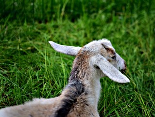 goat on the meadow